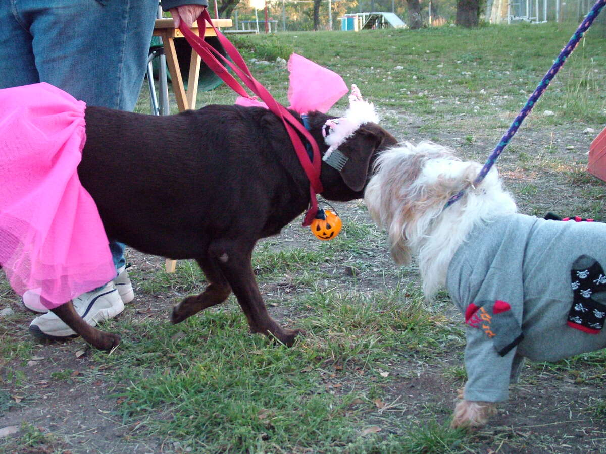 Howloween costume contest at the Hill Country Pet Ranch near Boerne Sunday night.