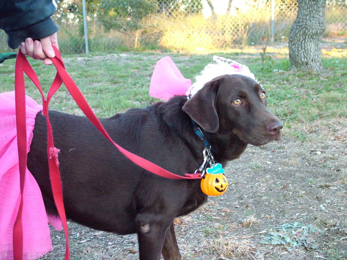 Howloween costume contest at the Hill Country Pet Ranch near Boerne Sunday night.