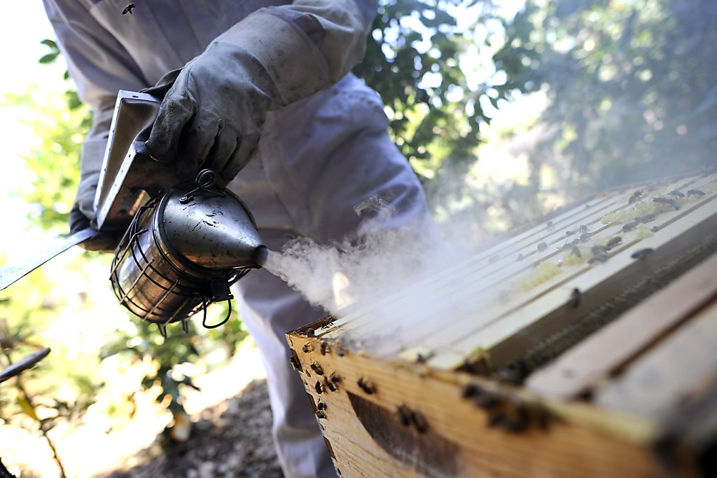 Backyard beekeeping now allowed in Urbandale after city code changed