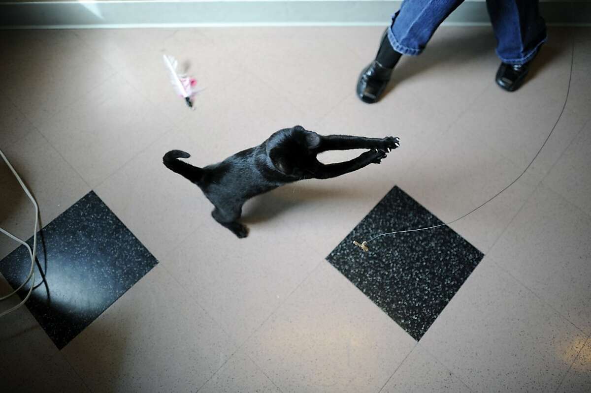 "Buster", a 4 month old male, plays with a cat toy held by volunteer Willow Liroff in one of the visiting rooms at the Oakland Animal Shelter in Oakland, CA Monday October 29th, 2012.