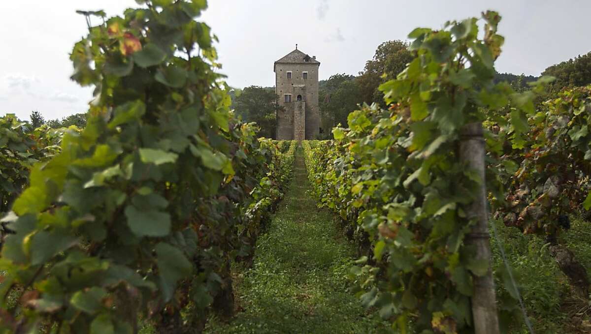 This Monday Sept.10, 2012 photo shows Vineyards in front of the Gevrey-Chambertin castle in Burgundy, eastern France. The European Union's farmers' union is warning that drought, cold and hail have conspired to produce the worst wine harvest for the region in up to half a century, according to Farmers Union expert Thierry Coste on Wednesday Oct. 17, 2012. The Champagne and Burgundy regions were hard hit by weather conditions that particularly affected the chardonnay grape. (AP Photo/Laurent Ciprinani)