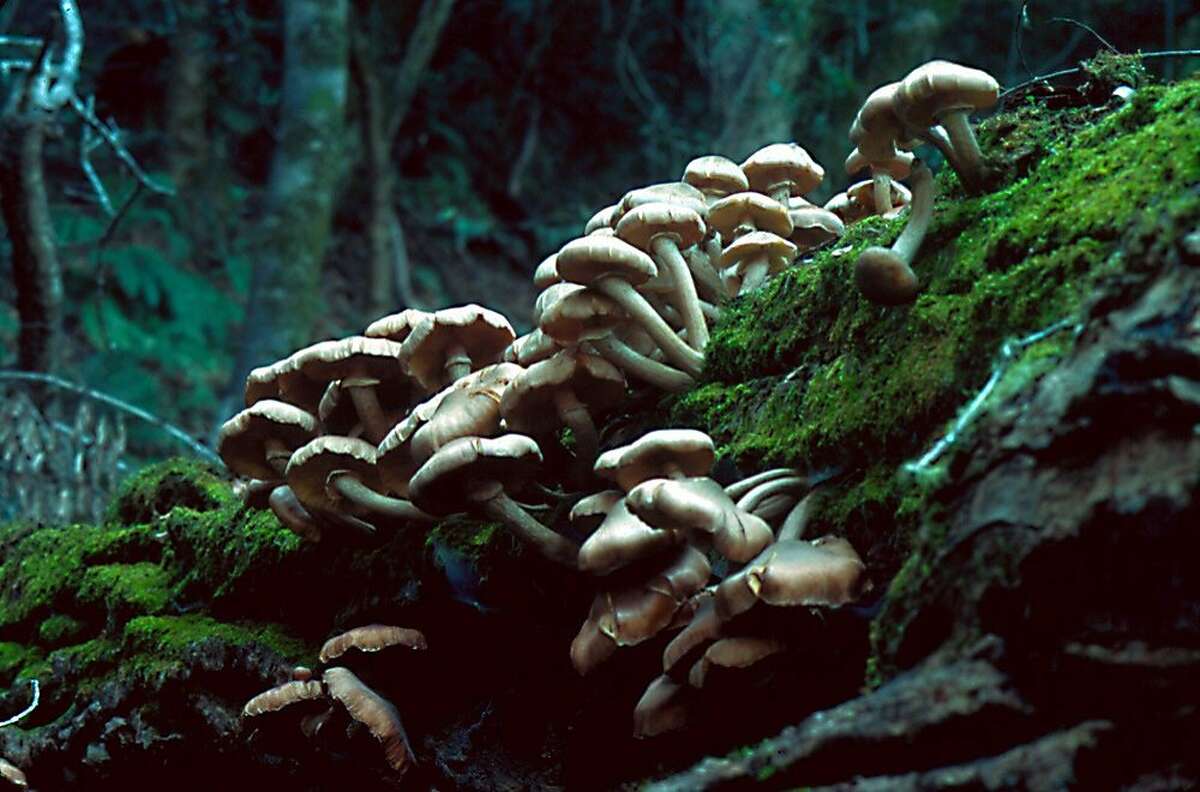 Amlaria mellea, the honey mushroom, persists into February, growing in large clusters at the base of dead and dying trees. They are used like shiitakes.