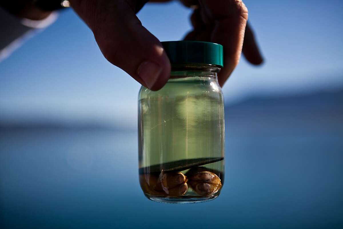A sample of Asian clams, an invasive species to Lake Tahoe at Camp Richardson, Calif., October 30, 2012.