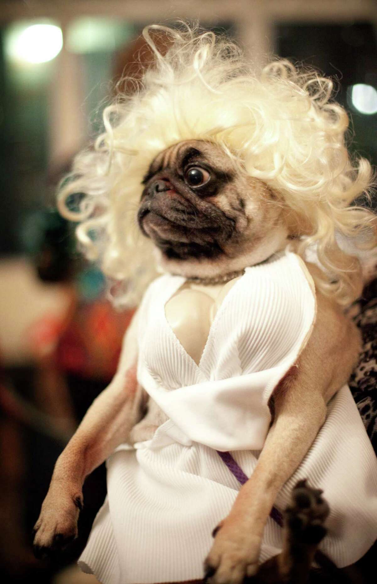 dog marilyn monroe costume