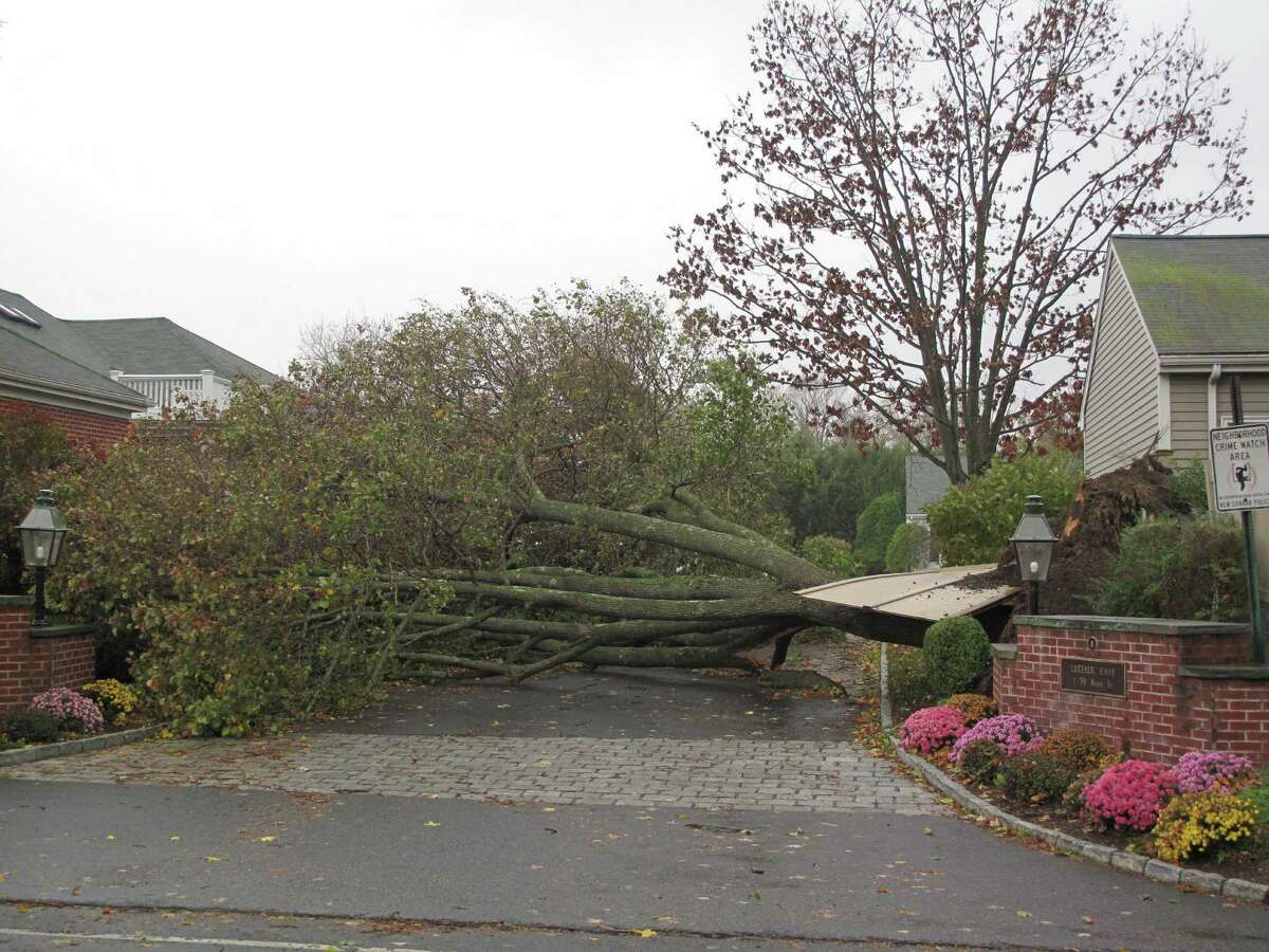 In another scene showing Hurricane Sandy's ferocity, a large tree on Bank Street in New Canaan stretches across a driveway at a condo complex.