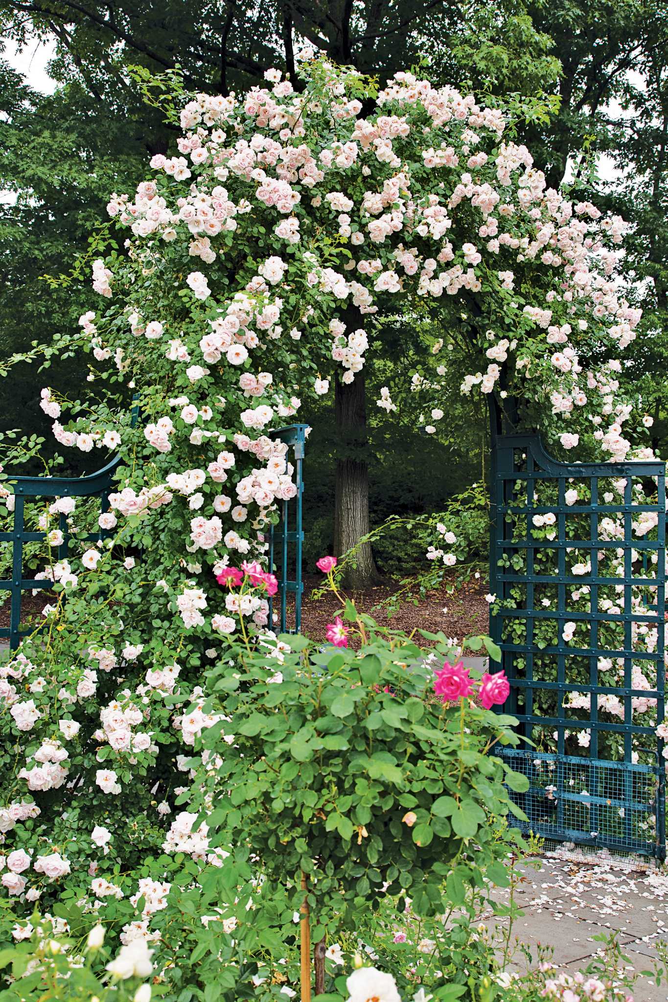 Old roses reign as the landscape's long-lasting regal beauty