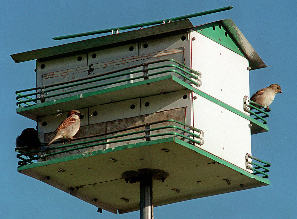 purple martin house location