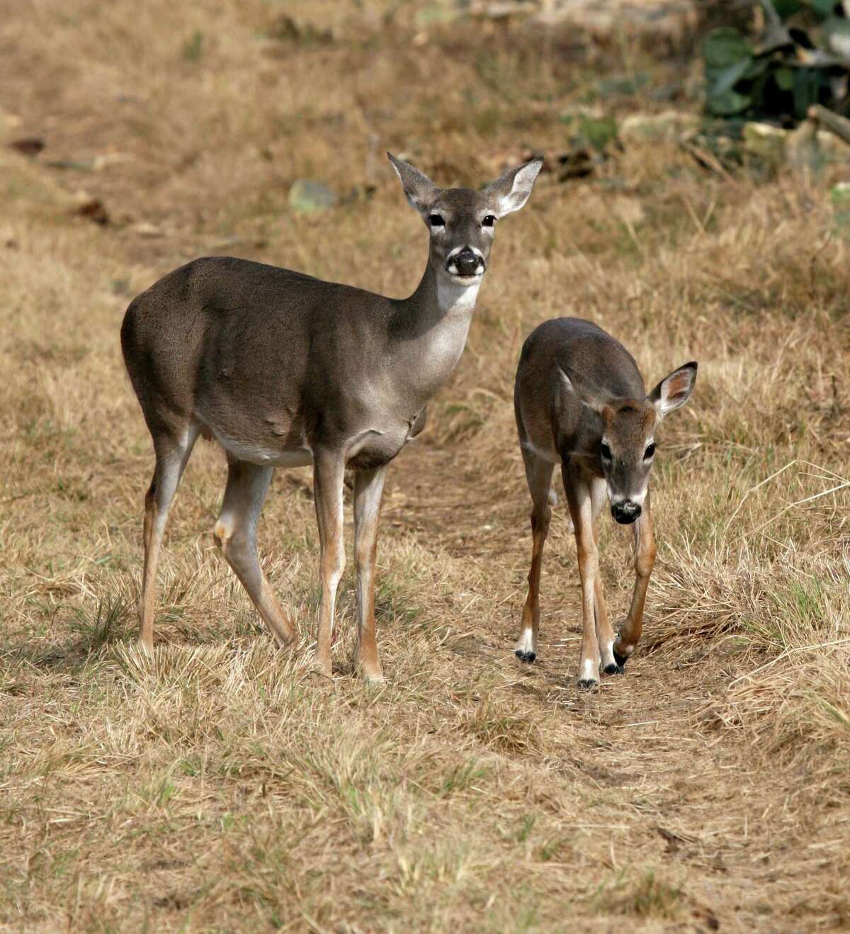 The skinny on Texas' big deer season