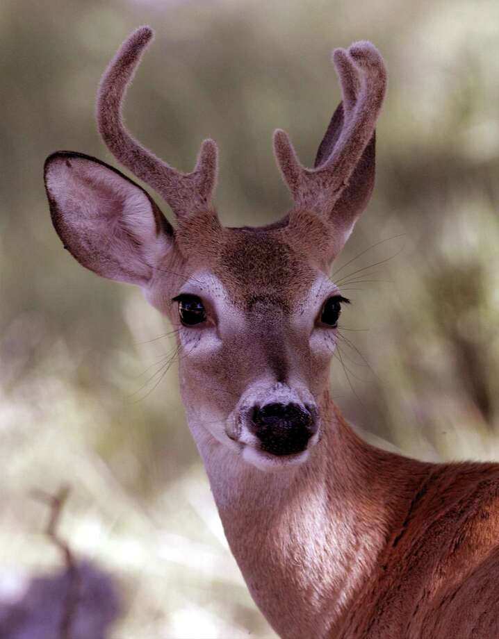 The skinny on Texas' big deer season - Beaumont Enterprise