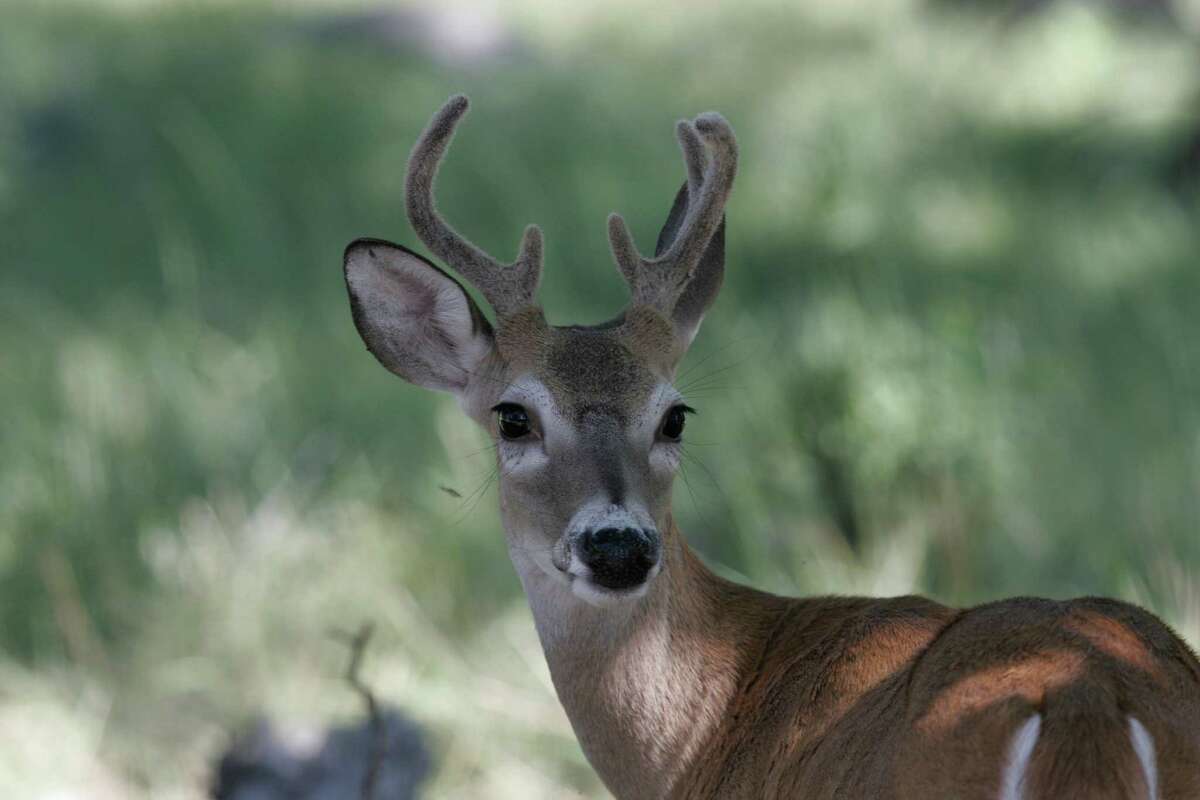 The skinny on Texas' big deer season