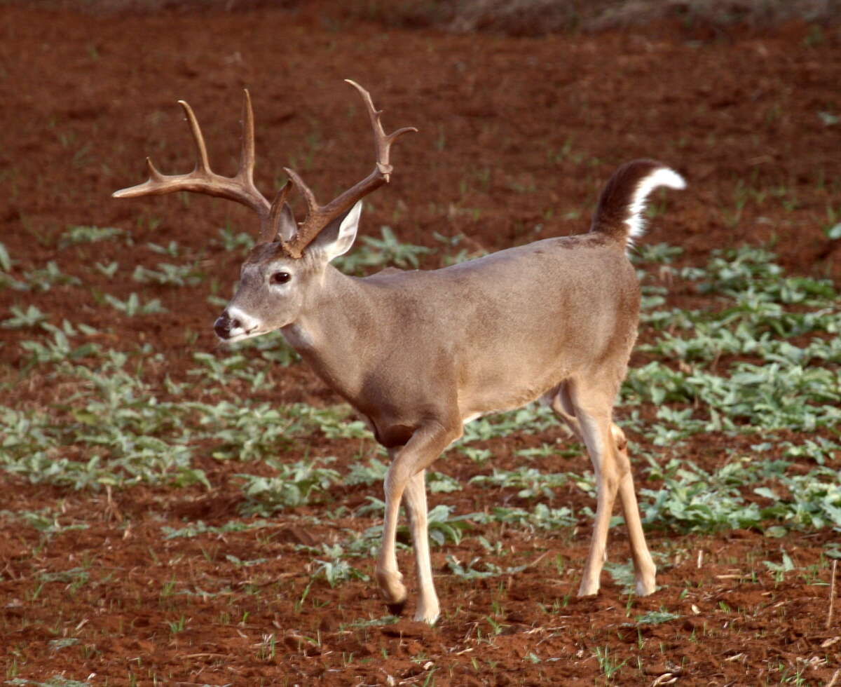 The skinny on Texas' big deer season