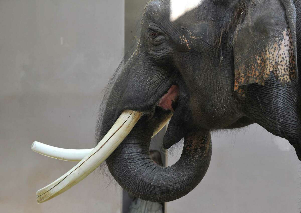 San Antonio Zoo's only elephant will remain, despite relocation rule