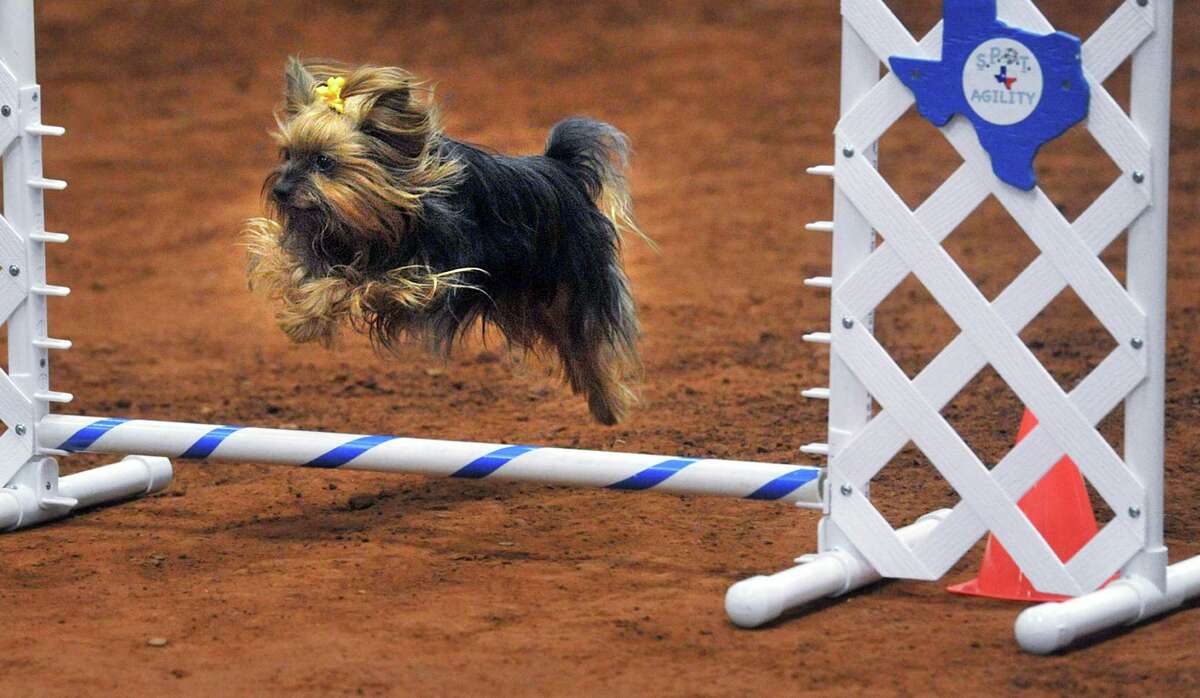 Most popular dogs in America