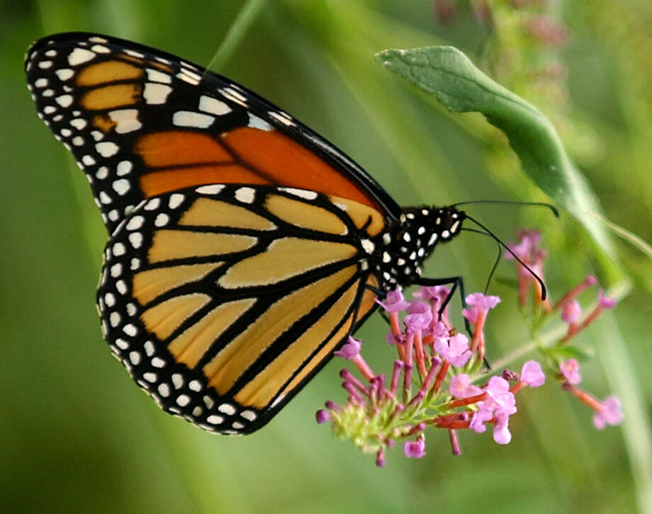 Monarch butterflies in South Texas - San Antonio Express-News