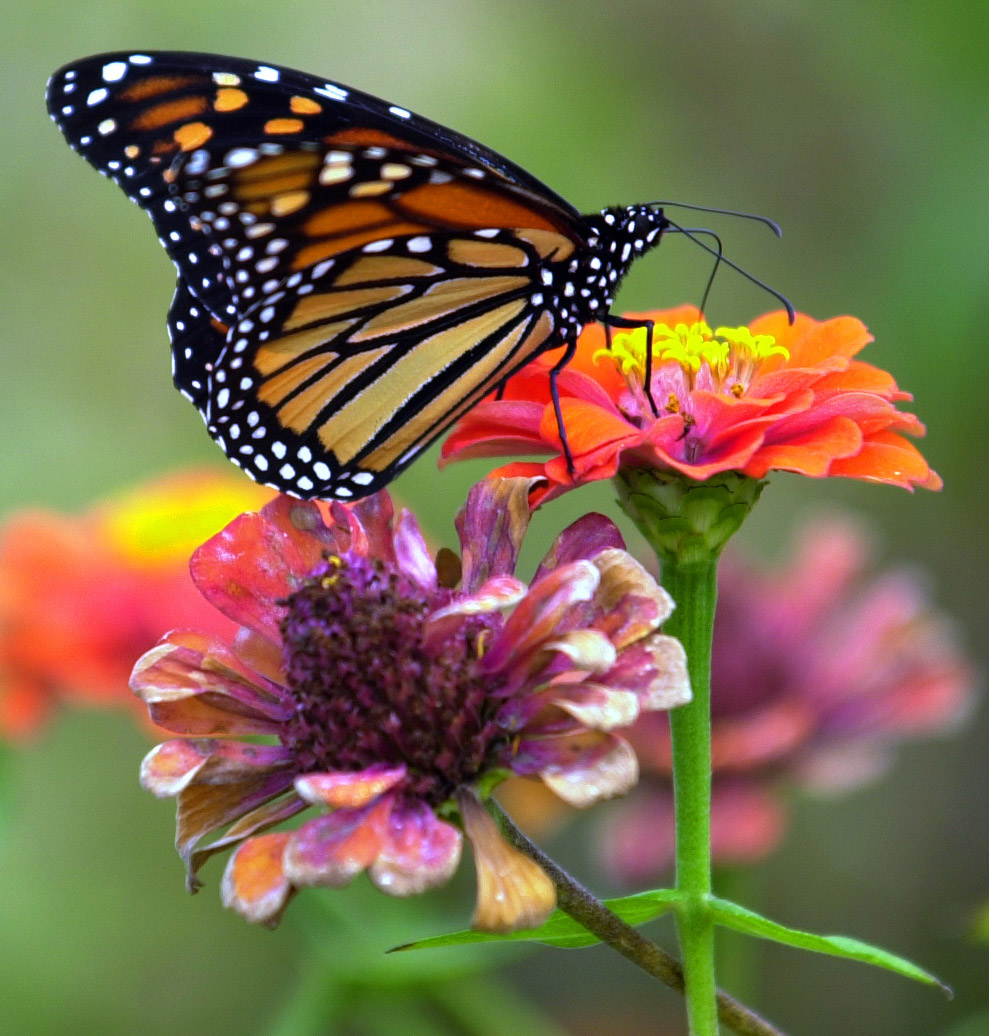 Monarch butterflies in South Texas