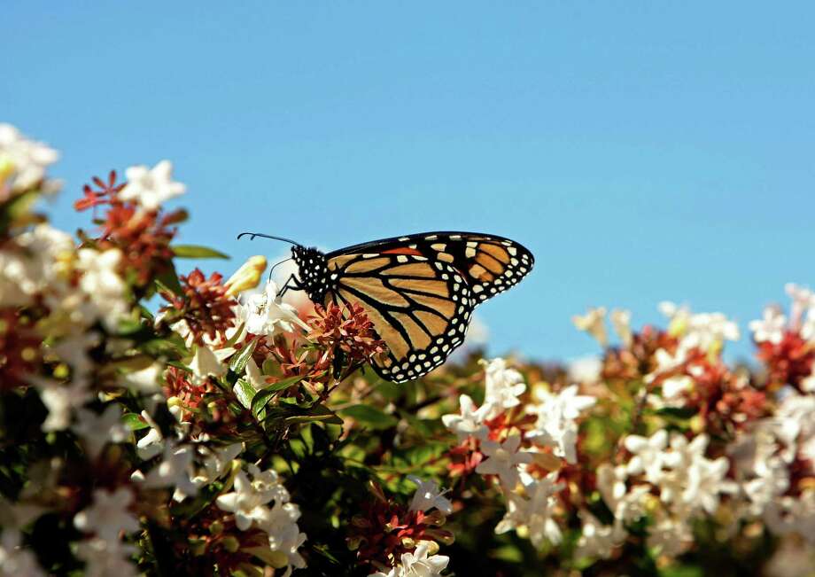 Monarch butterflies in South Texas San Antonio ExpressNews