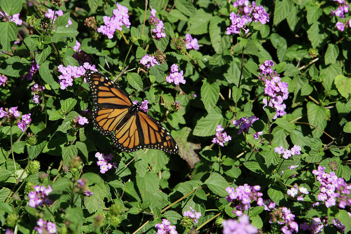 Mexico sees sign of hope for Monarch butterflies