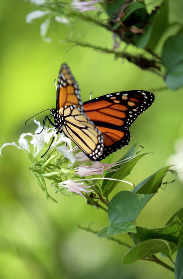 Monarch butterflies in South Texas San Antonio ExpressNews