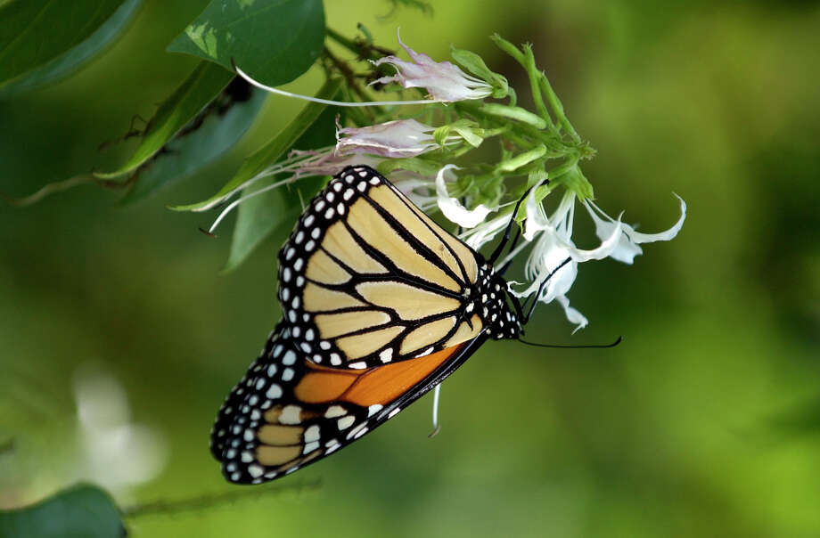 Monarch butterflies in South Texas San Antonio ExpressNews