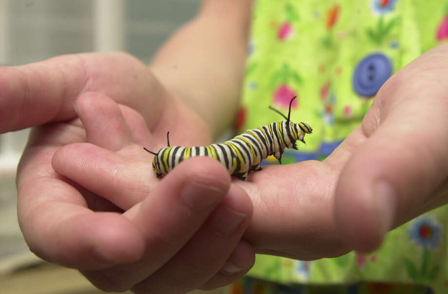 Monarch butterflies in South Texas San Antonio ExpressNews