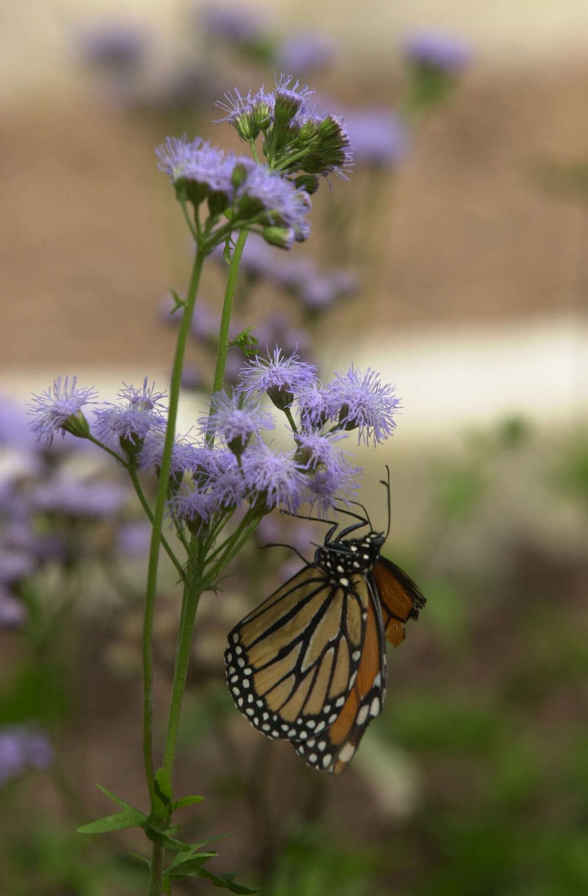 Mexico sees sign of hope for Monarch butterflies