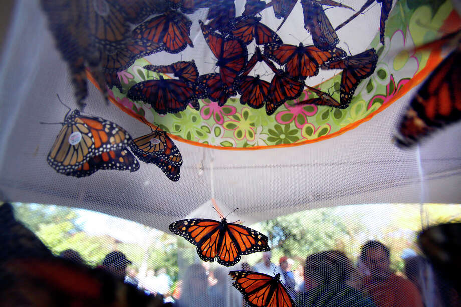Monarch butterflies in South Texas San Antonio ExpressNews