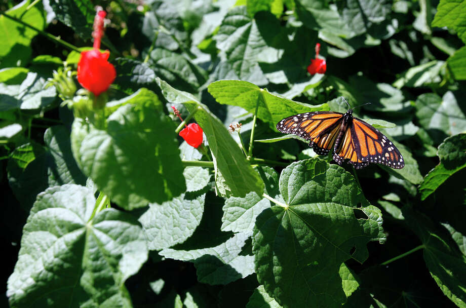 Monarch butterflies in South Texas San Antonio ExpressNews