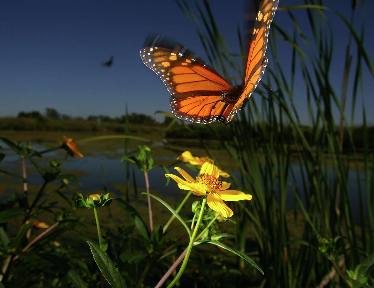 Monarch butterflies in South Texas