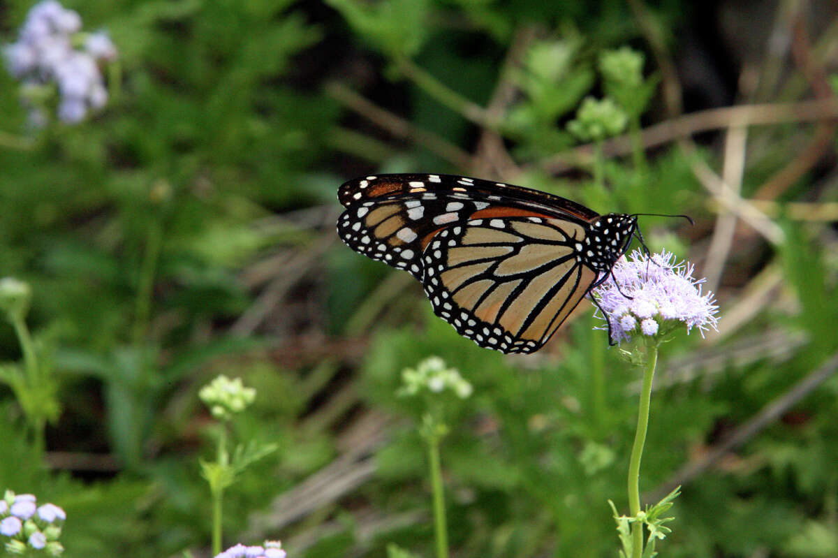 Monarch butterflies visit the Antique Rose Emporium on Oct. 7, 2006.