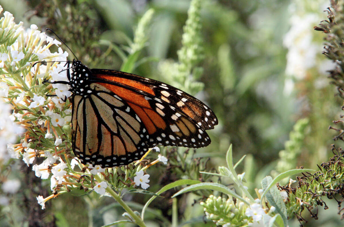 Monarch butterflies in South Texas