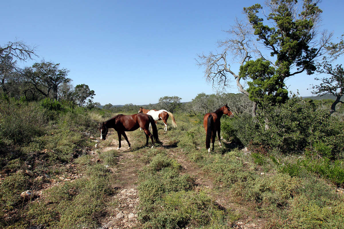 Horses wander onto a parcel considered for possible land additions to the Government Canyon State Natural Area on October 30, 2012.