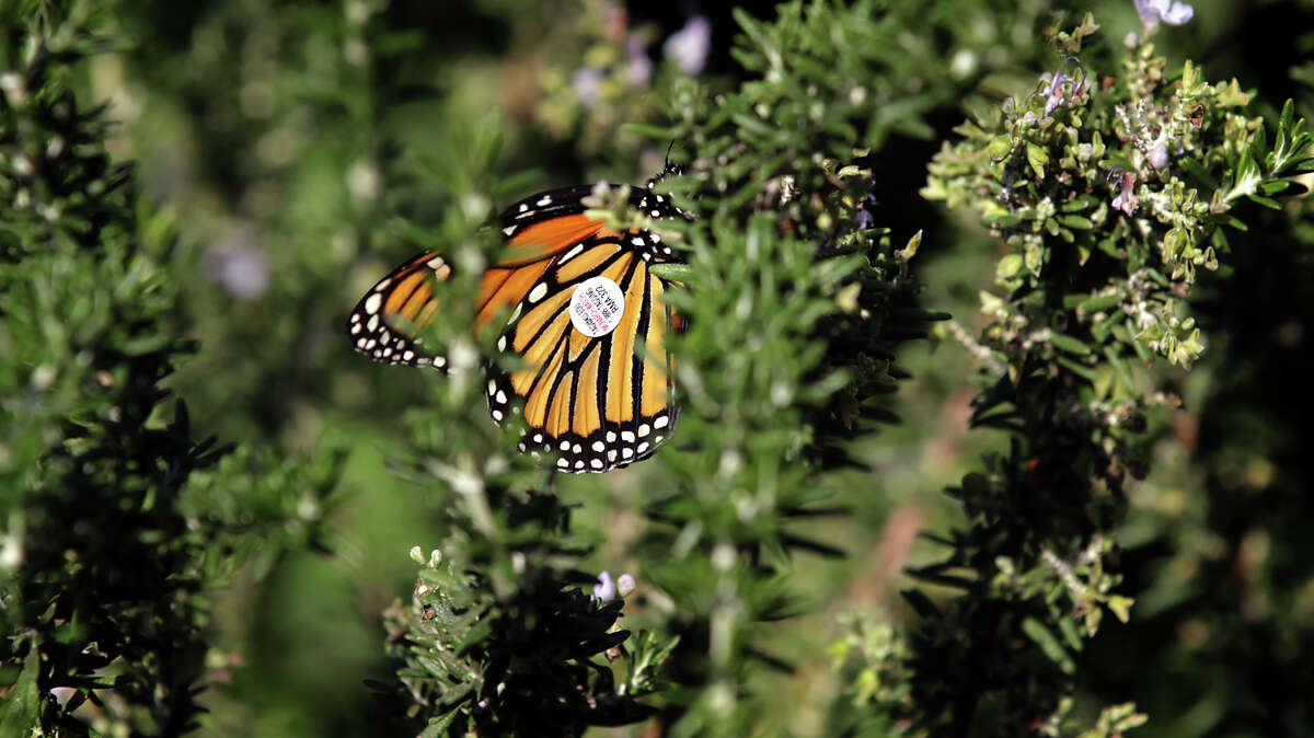 Botanical Garden on Maraleen Manos-Jones released this monarch at the San Antonio <a class=