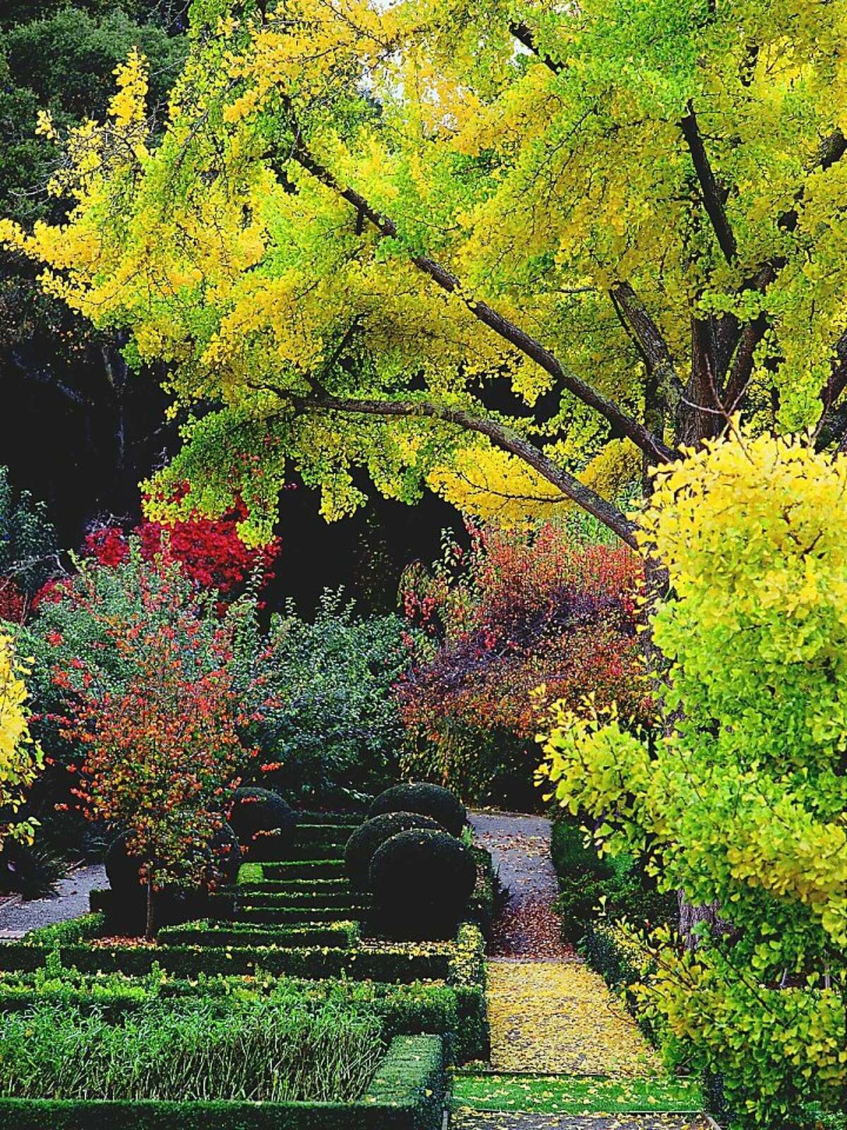 Ginkgo biloba. Photo by Saxon Holt. From 'Plants and Landscapes for Summer-Dry Climates.' EBMUD.