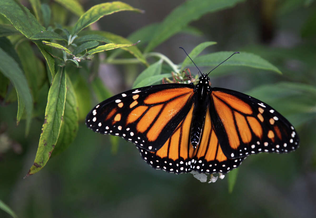 This female monarch butterfly was flown from New York to San Antonio.