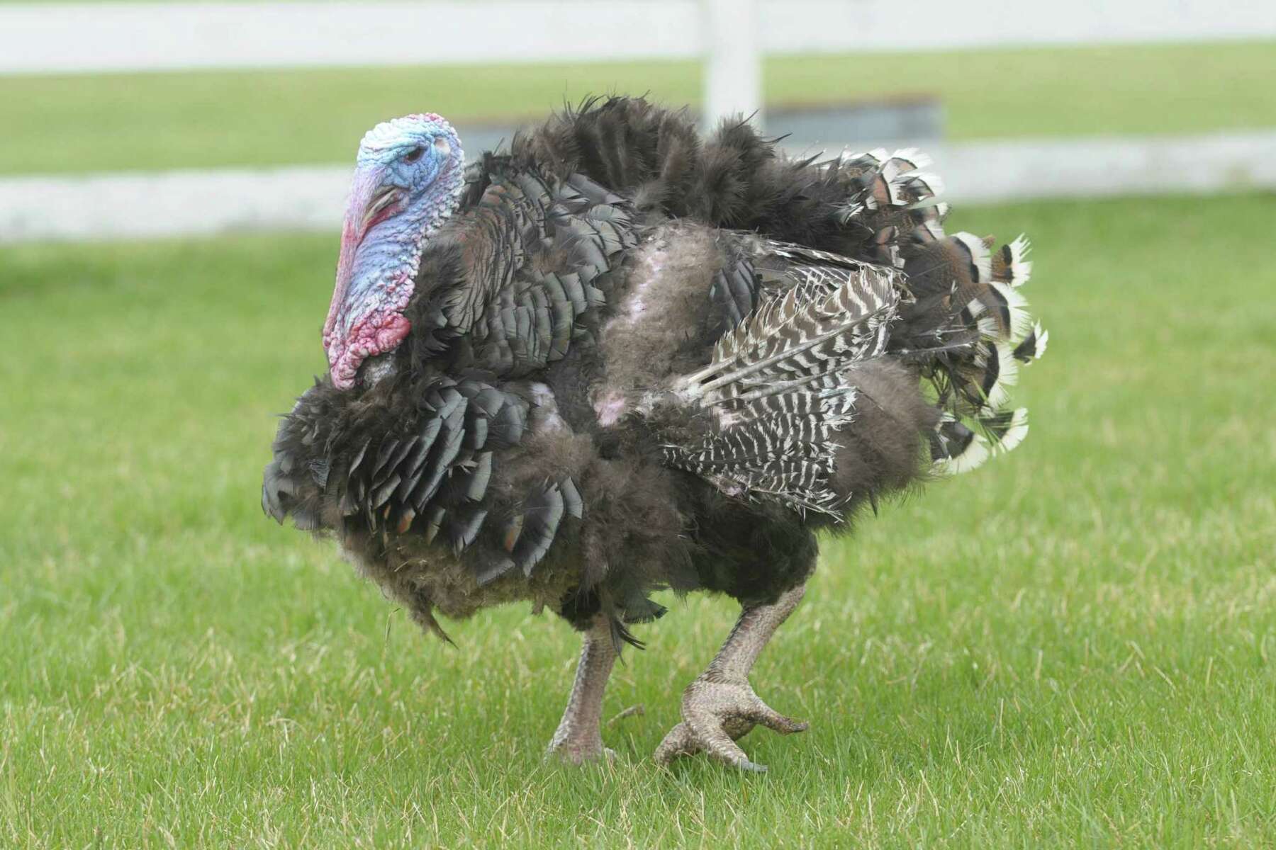pop-up turkey timer Archives - California Agriculture News Today