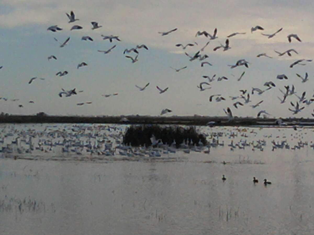 Birds -- mostly snowgeese -- take off at the Sacramento National Wildlife Refuge, up Interstate 5 near Maxwell.