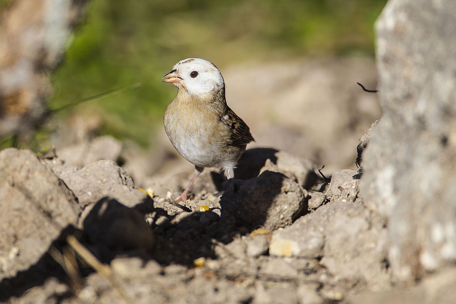 Leucistic birds lack colors of their species