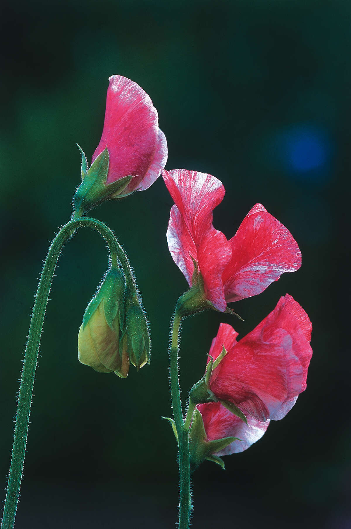 sweetpea winter
