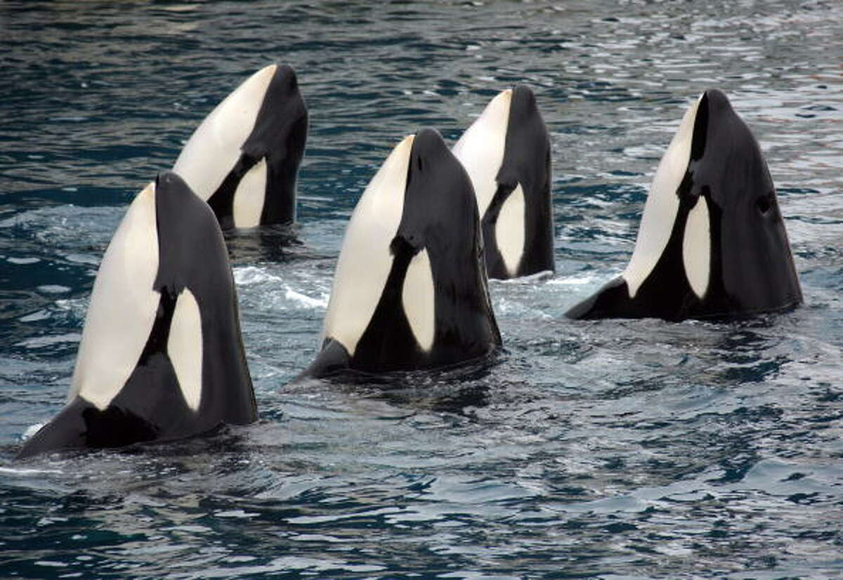 Orca whales need to communicate with each other.
