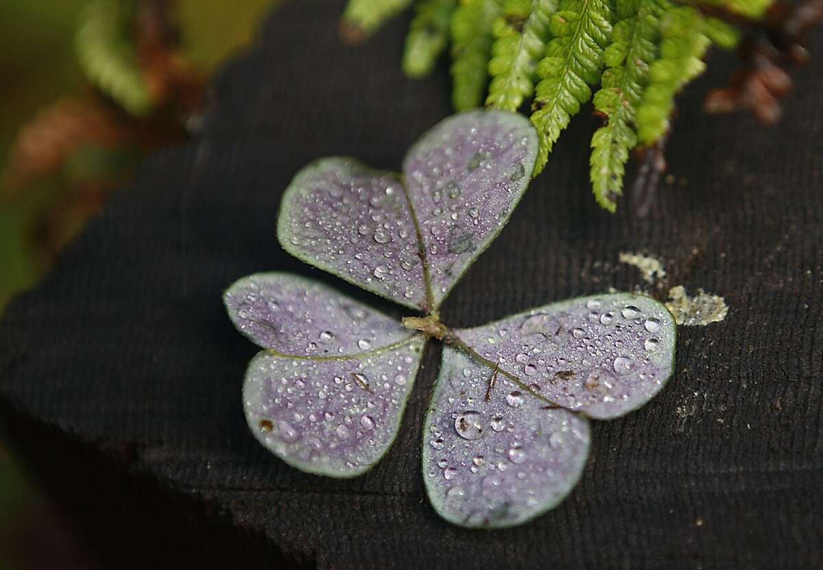 Redwood sorrel catching dew at Muir Woods National Monument in West Marin, Calif., on Friday, November 9, 2012.