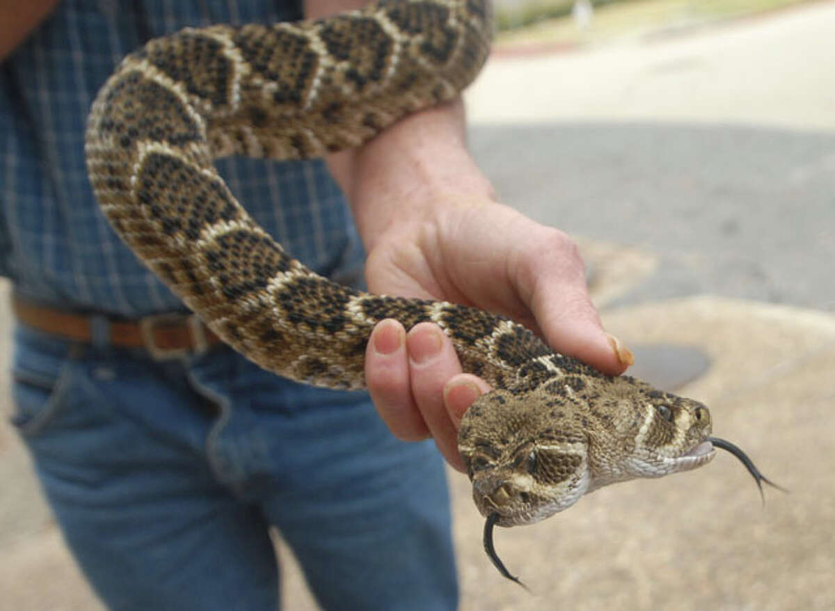 Before you go shooting up snakes in your yard, consider that there might be other options to ridding yourself of your slitherly problems - like giving them to a sideshow, especially if it has two heads. The Enterprise file photo.