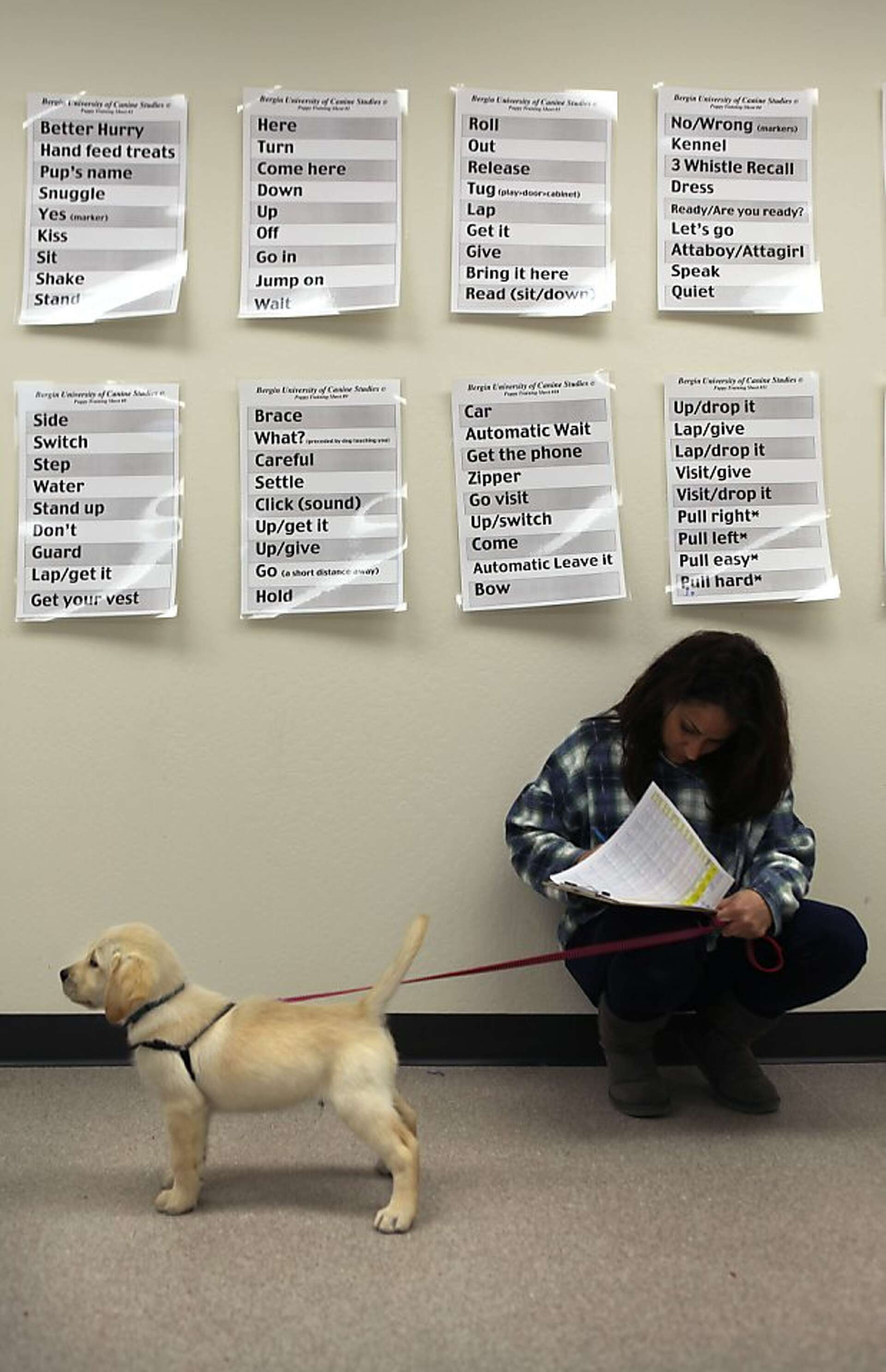 Fetch an education at canine college