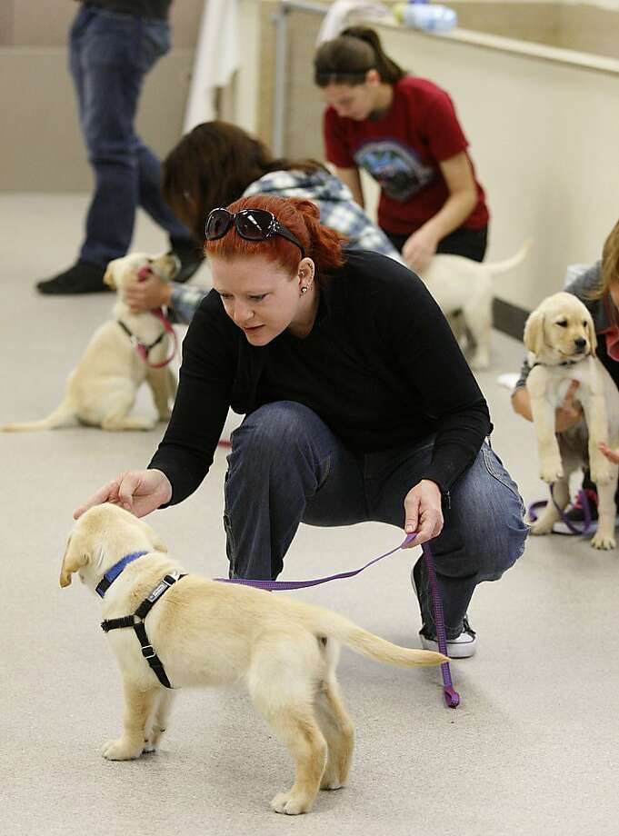 Fetch an education at canine college - SFGate Fetch an education at canine college - SFGate