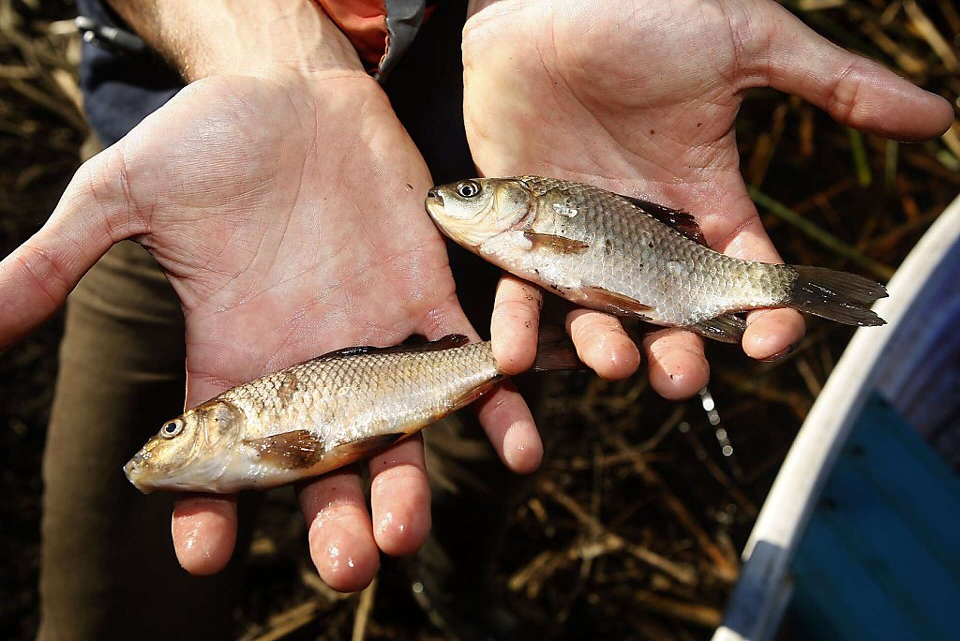 Mountain Lake invaders fished out