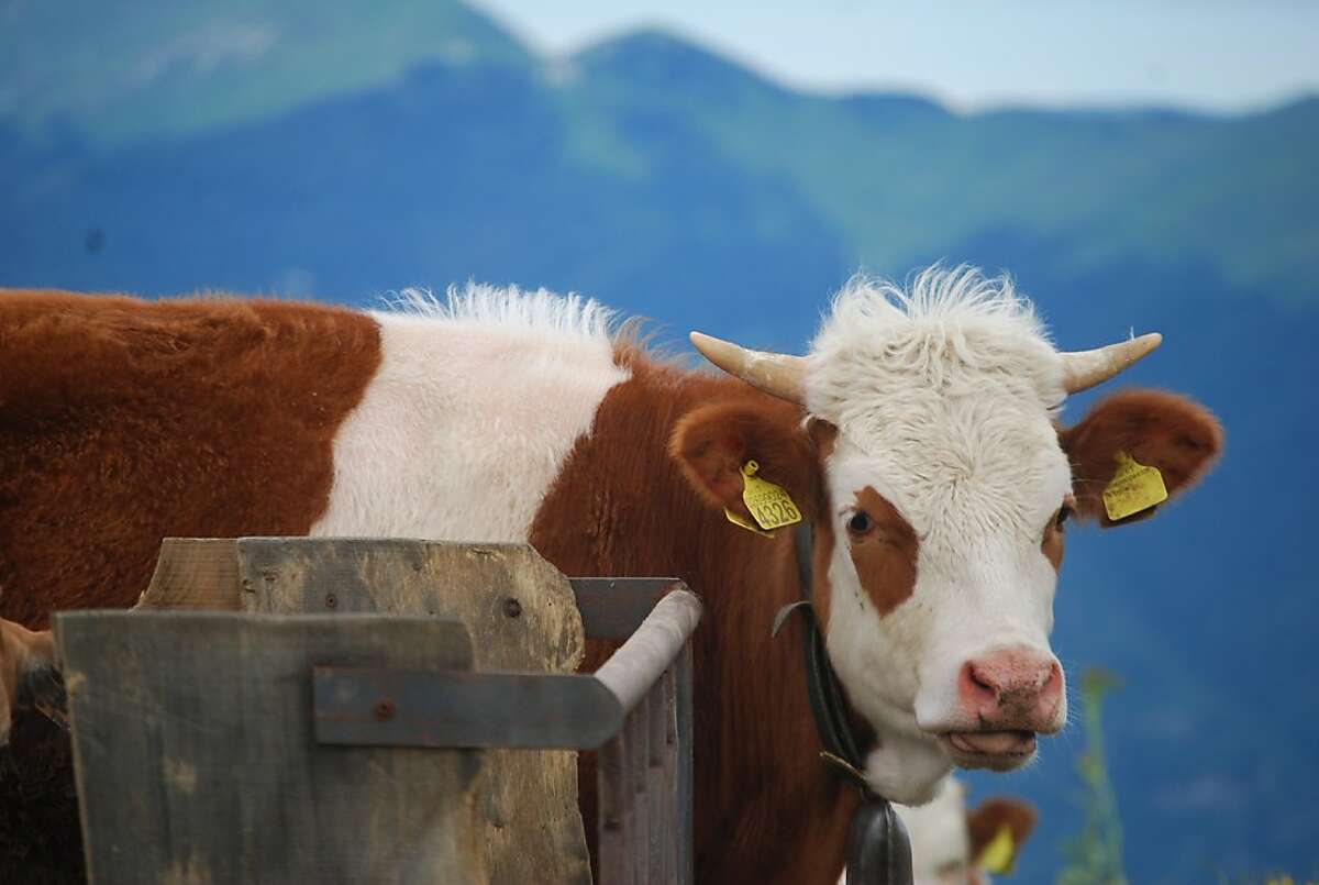 A cow relaxes on the La Malga Barbaria farm in the Veneto region in the hills near Venice.