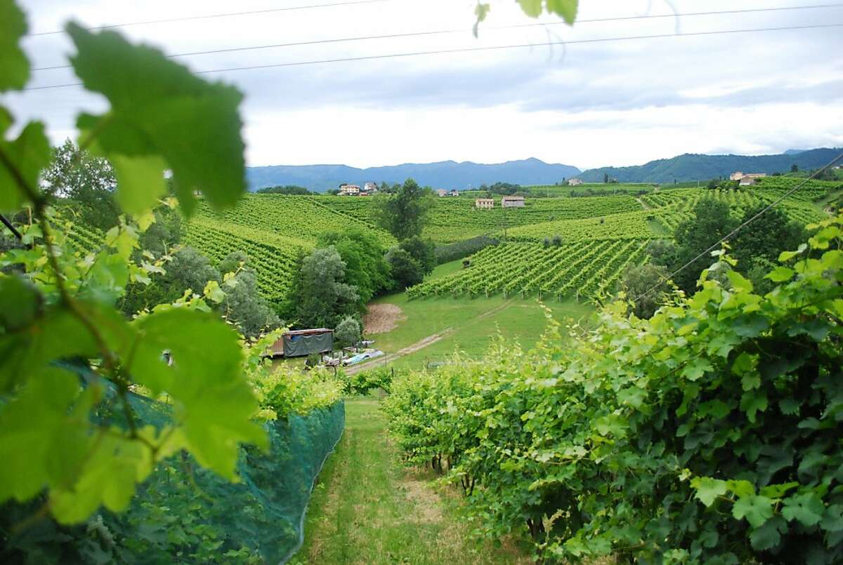 The vineyards at Da Ottavio, where nearly all the food in the tiny restaurant is produced on the property. The agriturismo farm is in the Veneto region in the hills above Venice.