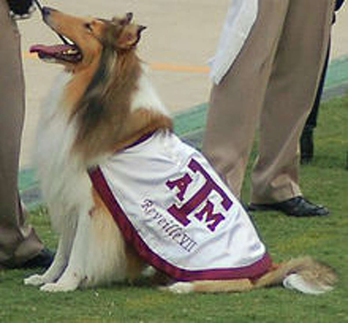Retired A&M mascot Reveille VII dead at age 12