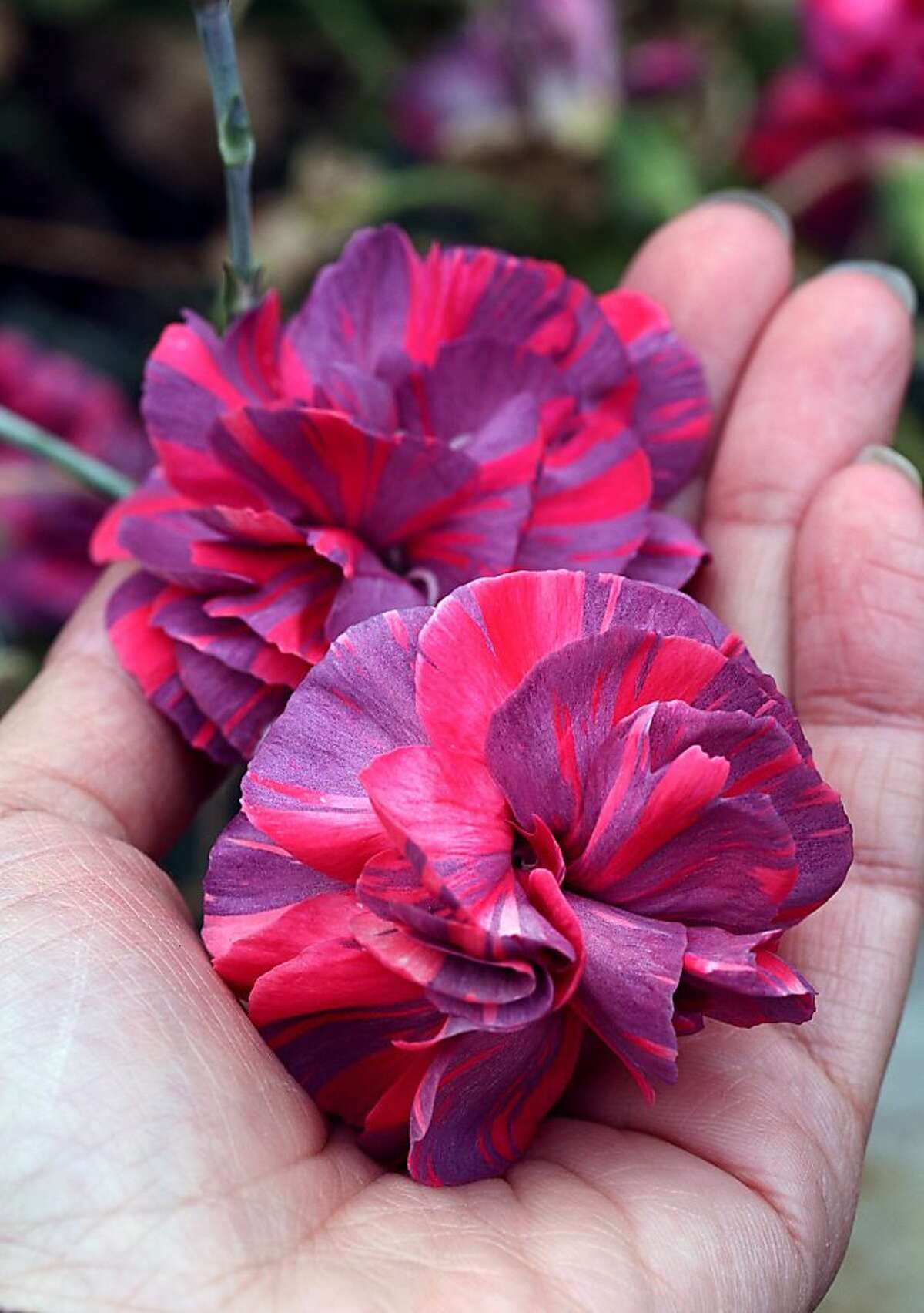 Carnation varieties that surprise