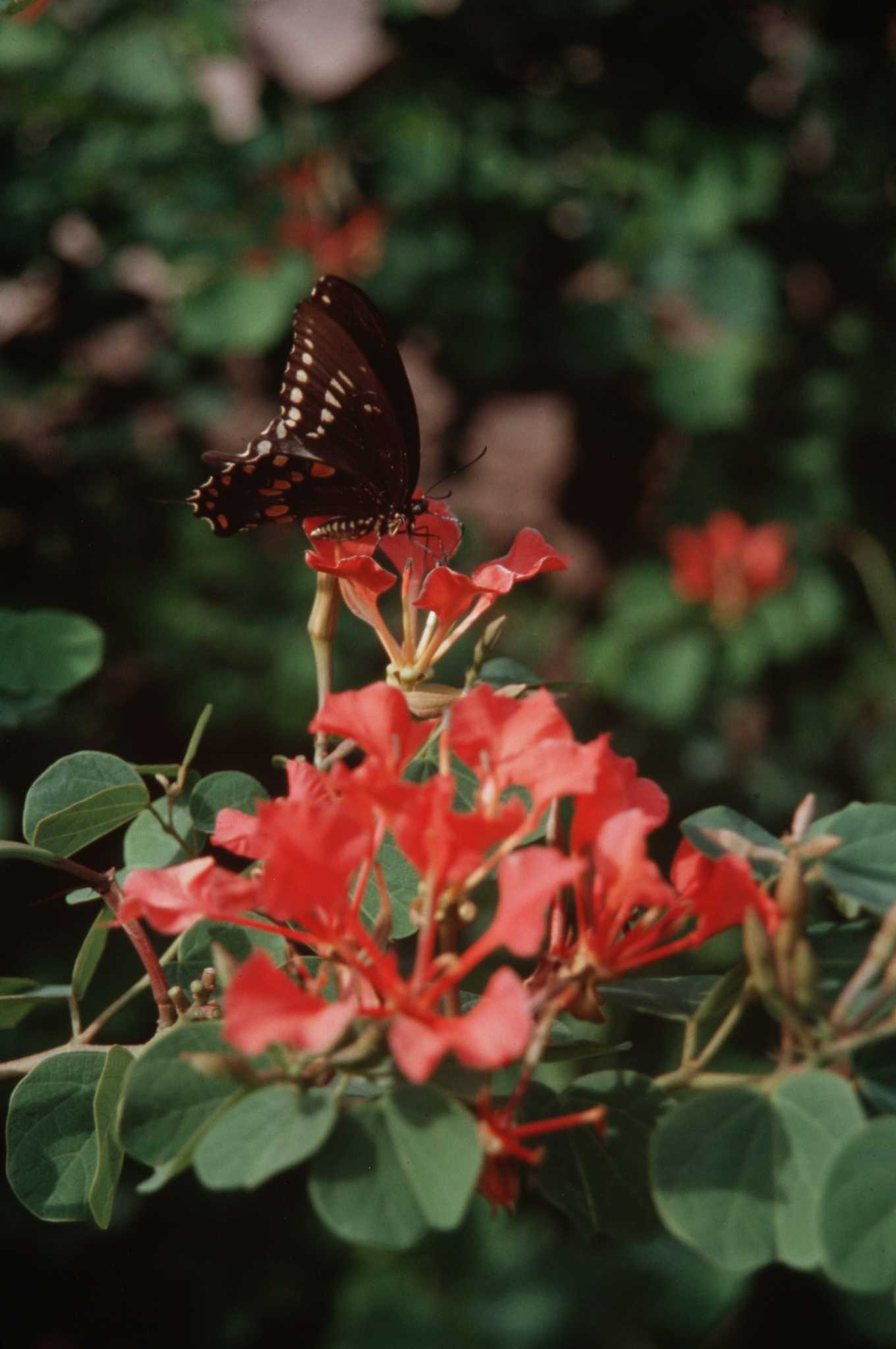 Discover Butterflies At Galveston Master Gardener Event