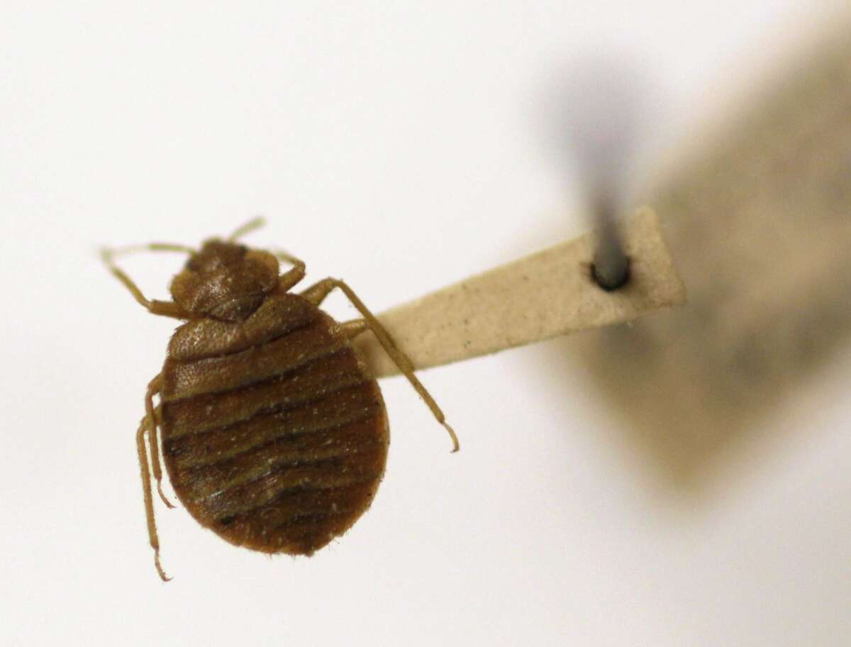 In this file photo, a bed bug is displayed at the Smithsonian Institution National Museum of Natural History in Washington.